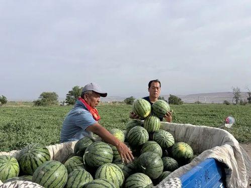 济宁金乡最新吃瓜,揭秘最新美食热点背后的故事