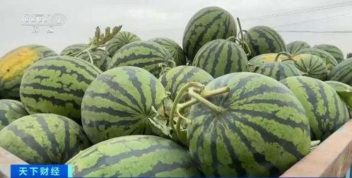 济宁金乡最新吃瓜,揭秘最新美食热点背后的故事