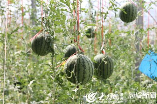 介休的吃瓜视频,揭秘当地特色美食与风土人情