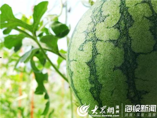 介休的吃瓜视频,揭秘当地特色美食与风土人情