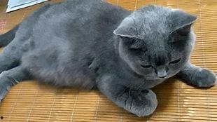 猫变成吃瓜群众