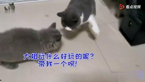 猫变成吃瓜群众