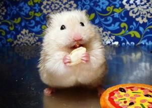 仓鼠可以吃毛瓜