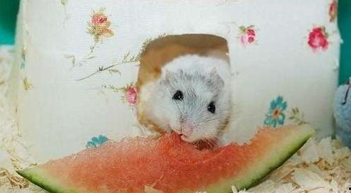 仓鼠可以吃毛瓜