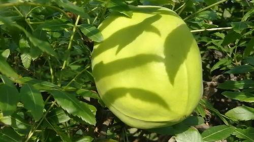 什么野生瓜可以吃,探寻可食野生瓜果的天然美味之旅