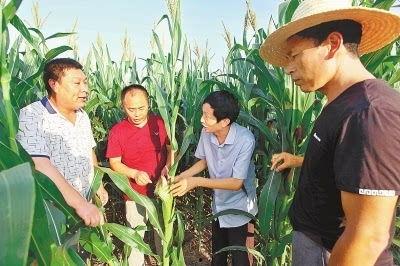 商水县吃瓜,瓜果飘香，品味乡愁