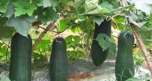 枯木吃瓜后续,揭秘神秘瓜果背后的奇幻之旅