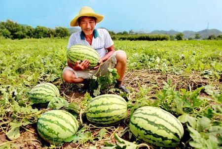 路边吃瓜100元,揭秘街头美食背后的故事