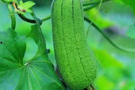 吃瓜丝瓜茄子,吃瓜、丝瓜、茄子，美味与营养共存