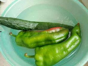 辣椒当瓜吃,辣椒当瓜吃的奇妙之旅