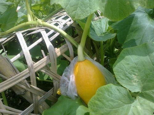 怎么大家都发吃瓜,为何“吃瓜”成为全民狂欢？