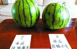 荷兰留学圈吃瓜,揭秘那些“吃瓜”背后的留学故事