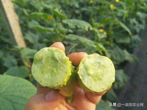 白玉瓜可以吃吗,美味可口的健康食材，你了解多少？