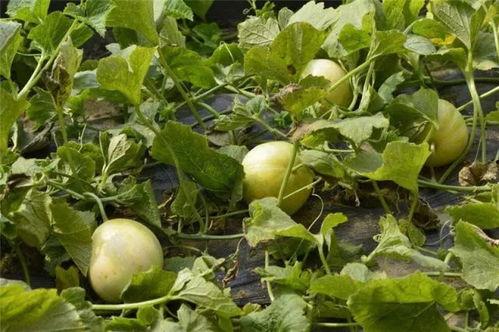 白玉瓜可以吃吗,美味可口的健康食材，你了解多少？