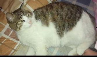 猫咪粤语吃瓜,喵星人的粤语“吃瓜”大揭秘