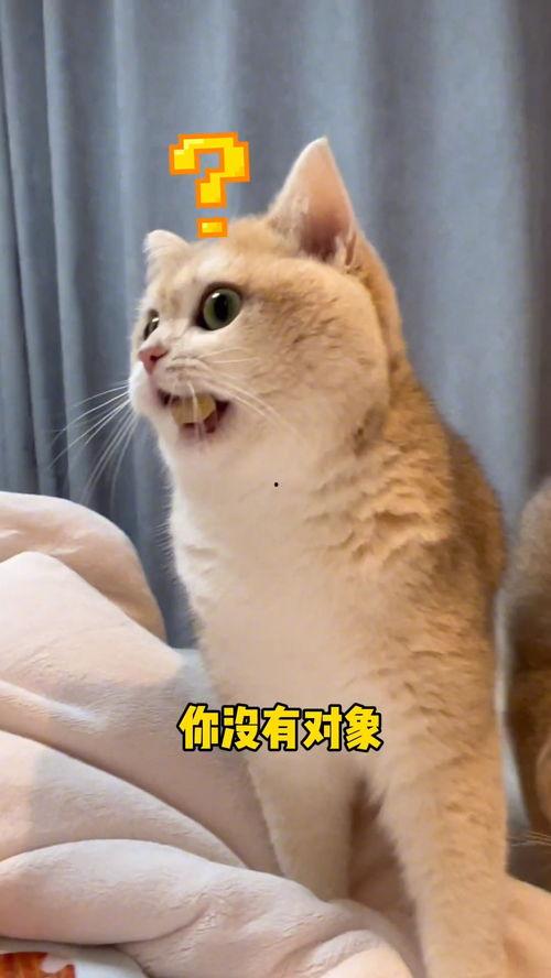 猫咪粤语吃瓜,喵星人的粤语“吃瓜”大揭秘