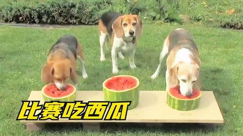 吃瓜小狗,揭秘娱乐圈的幕后故事