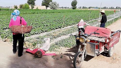 农民大叔吃瓜,瓜香四溢的乡村生活