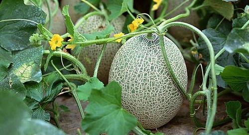 吃瓜人哈密瓜,吃瓜人的夏日美味之旅