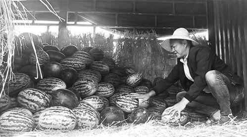 马坊吃瓜群众事迹,见证时代变迁的民间观察者