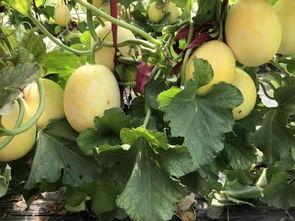 太和界首吃瓜视频,揭秘当地特色美食背后的故事