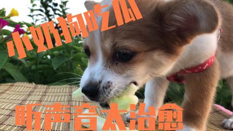 狗狗吃瓜事件,宠物饮食安全引关注