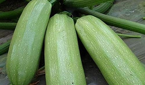 吃中药可以吃瓜叶吗