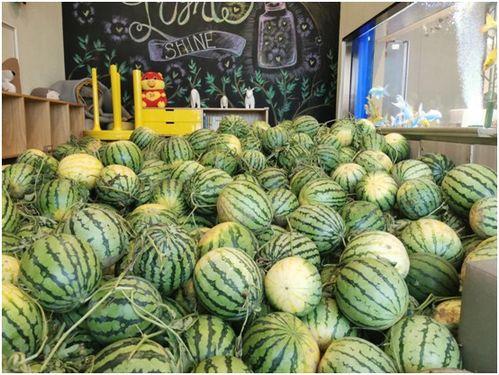 全城吃瓜记55,揭秘幕后真相，一场全民狂欢的瓜界盛宴