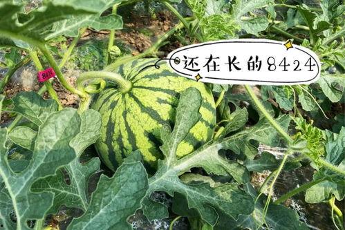 吃崩瓜好吗,吃崩瓜的好处与美味分享