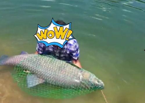 鱼类的吃瓜群众,揭秘鱼类的“吃瓜”生活