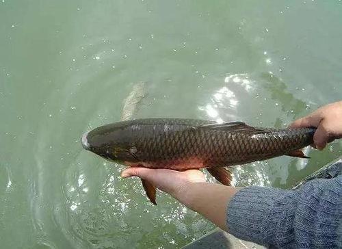 鱼类的吃瓜群众,揭秘鱼类的“吃瓜”生活