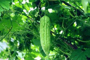 云南的杨瓜根咋么吃,杨瓜根的独特食用方法揭秘