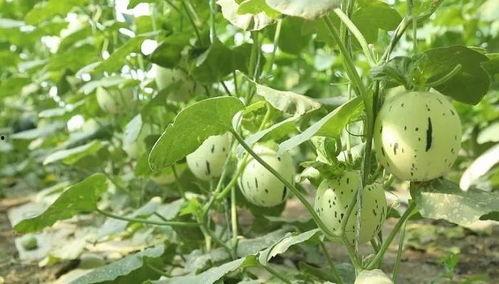 瓜州吃瓜都在哪里吃,探寻当地独特的“吃瓜”文化聚集地