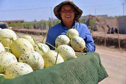 瓜州吃瓜都在哪里吃,探寻当地独特的“吃瓜”文化聚集地