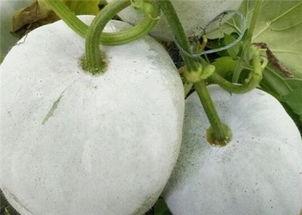 籽瓜不能和什么一起吃,揭秘哪些食材不宜同食