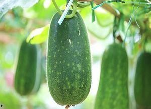 吃瓜更养瓜微博,趣味生活新风尚——揭秘“吃瓜更养瓜”微博现象”