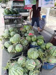 青海本地吃瓜事件,揭秘当地特色美食背后的故事