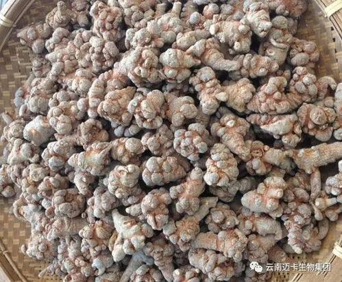 吃土瓜可以吃三七吗女生,女性养生新选择