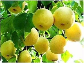 秋分几点吃瓜,揭秘最佳吃瓜时间