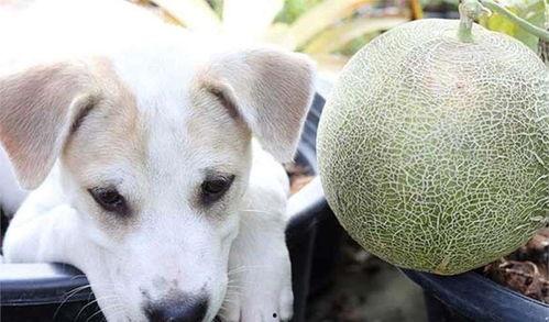 给小狗吃哈密瓜,小狗品尝美味瓜果