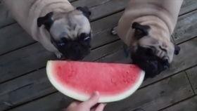 给小狗吃哈密瓜,小狗品尝美味瓜果