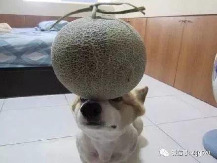 给小狗吃哈密瓜,小狗品尝美味瓜果