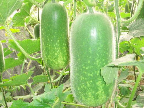 各路明星吃瓜现状图片,明星们的吃瓜日常大揭秘