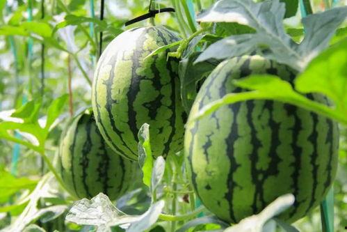 吃瓜群众橄榄,揭秘网络热议背后的真相与趣味