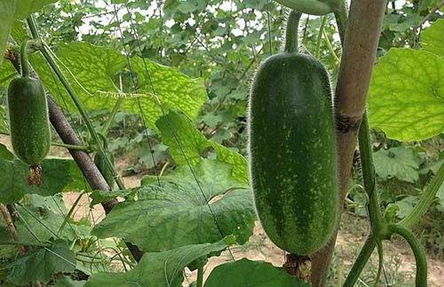 吃瓜发瓜条怎么投稿