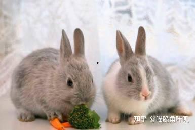 兔子可以吃土瓜,探寻绿色养殖新选择