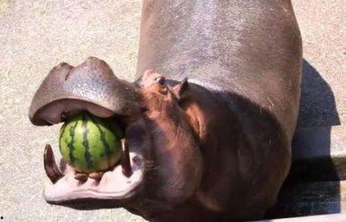 河马吃瓜搞笑视频,萌态十足引网友爆笑