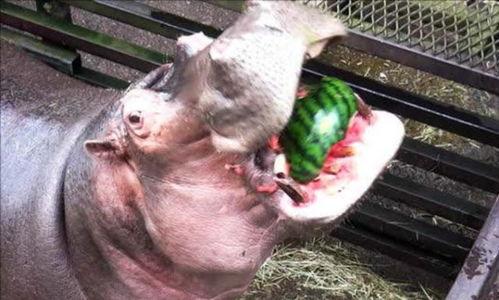 河马吃瓜搞笑视频,萌态十足引网友爆笑