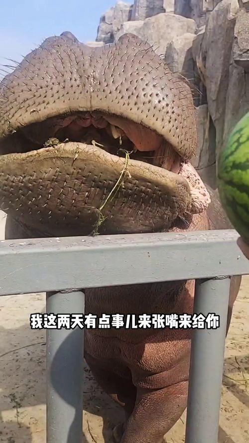 河马吃瓜搞笑视频,萌态十足引网友爆笑