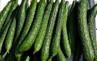 刺瓜减肥可以吃,天然草本，轻松享瘦新选择